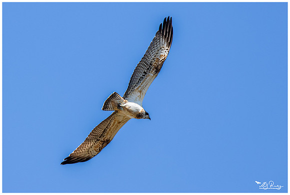 Osprey (Visarend)