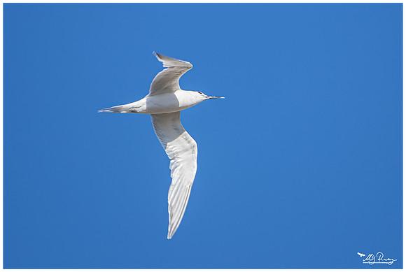 Sandwich Tern (Grote Stern)
