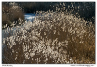 Landscapes