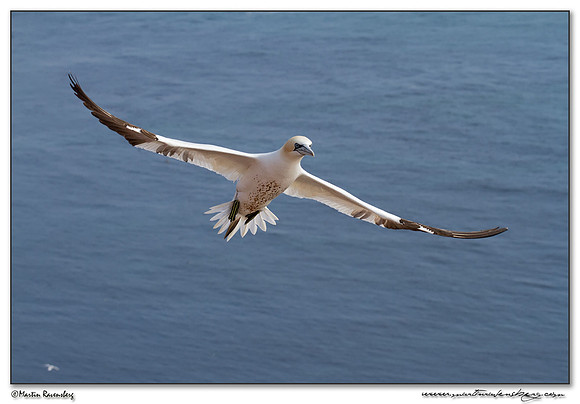 Northern Gannet (Jan-van-Gent) at Heligoland (Helgoland) - Germany