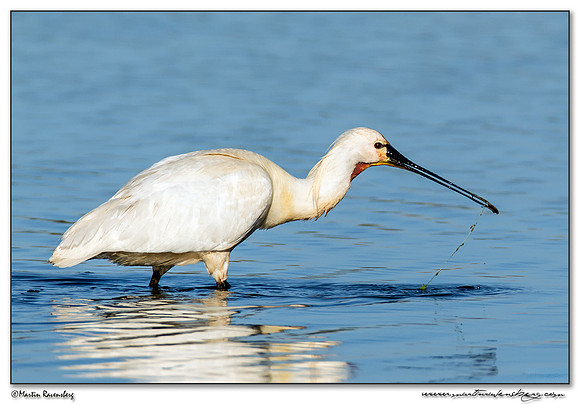 Eurasian Spoonbill or Common Spoonbill (Lepelaar) at the Groene Jonker nature area near Noorden