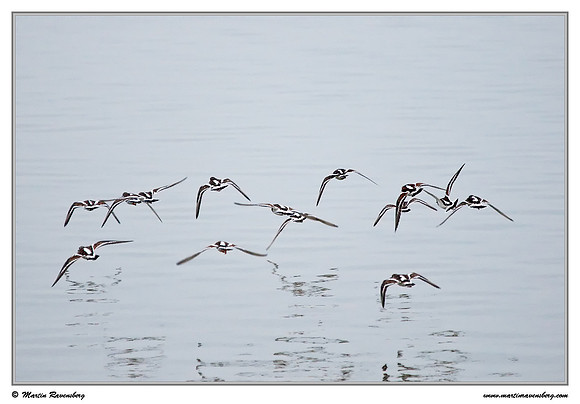 Ruddy Turnstone (Steenloper) at the island Terschelling in the Wadden Sea