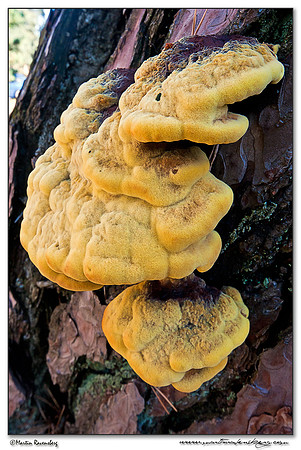 Dyer's Mazegill / Dennenvoetzwam (Phaeolus schweinitzii) at the Hoge Veluwe National Park