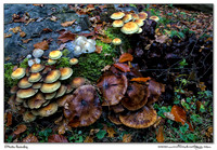 Mushrooms