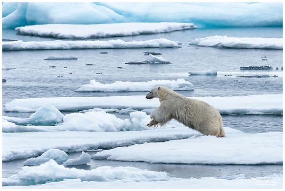 Polar Bear (IJsbeer) at Vibebukta, at the south west coast of the Nordaustlandet Island.