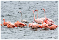 Flamingos