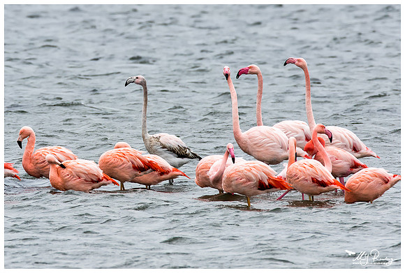 Chilean Flamingo (Chileense Flamingo) andGreater Flamingo (Europese Flamingo) at the Grevelingenmeer