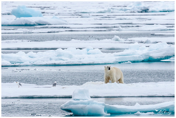Polar Bear (IJsbeer) at Vibebukta, at the south west coast of the Nordaustlandet Island.