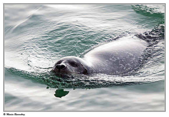 Harbor Seal (Gewone Zeehond) on the Brouwensdam at the Grevelingenmeer