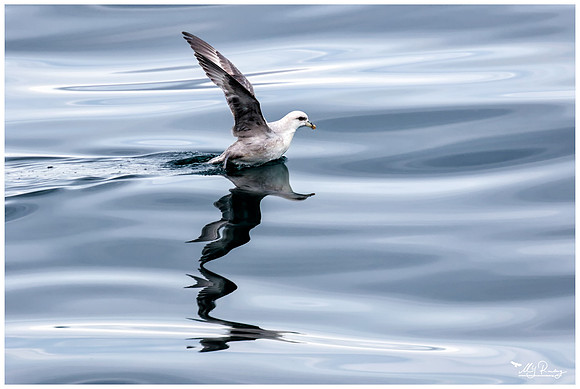 Northern Fulmar (Noordse Stormvogel)  near Moffen Island.