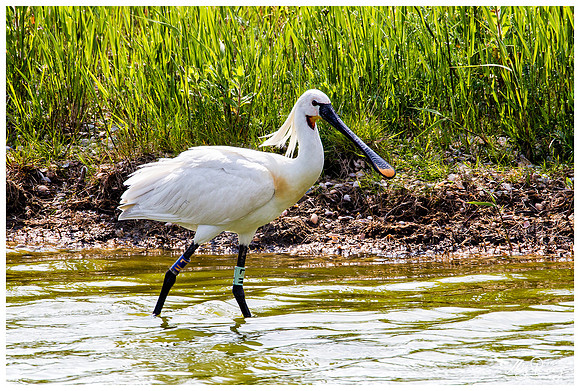 Eurasian Spoonbill or Common Spoonbill (Lepelaar) at the Utopia nature area near Oost