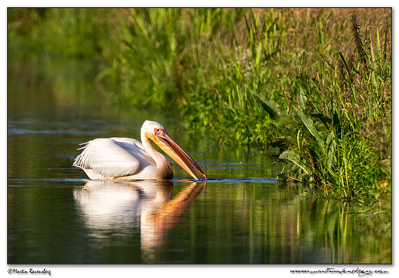 Great White Pelican (Roze Pelikaan) near the Groene Jonker nature area near Noorden