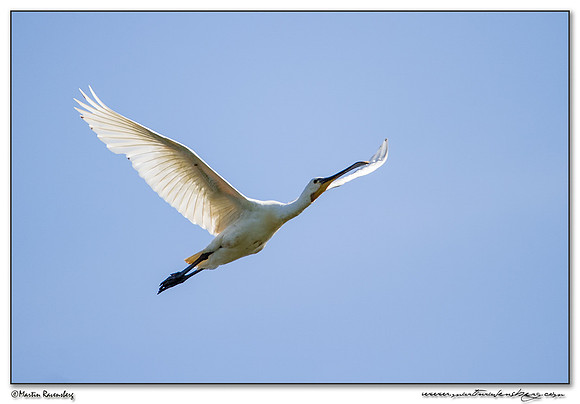 Eurasian Spoonbill or Common Spoonbill (Lepelaar) at the Groene Jonker nature area near Noorden