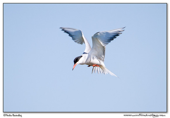 Common Tern (Visdiefje) at the Groene Jonker nature area near Noorden