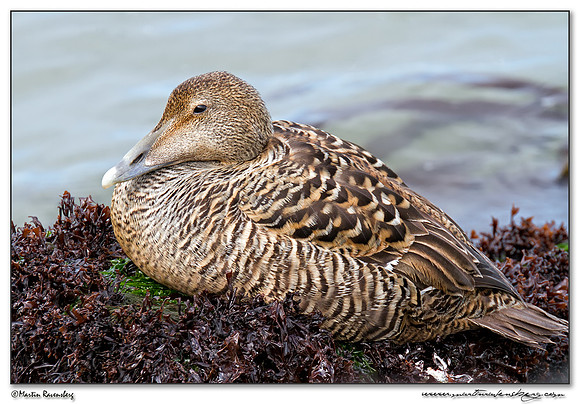 Common Eider (Eidereend) at Heligoland (Helgoland) - Germany