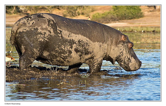 Common Hippopotamus