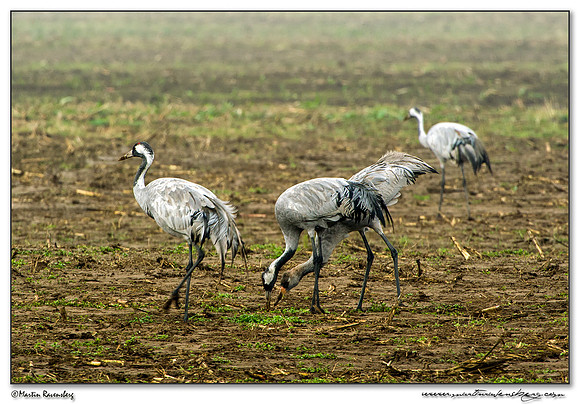 Common Crane (Kraanvogel) near Linum and surrounding areas