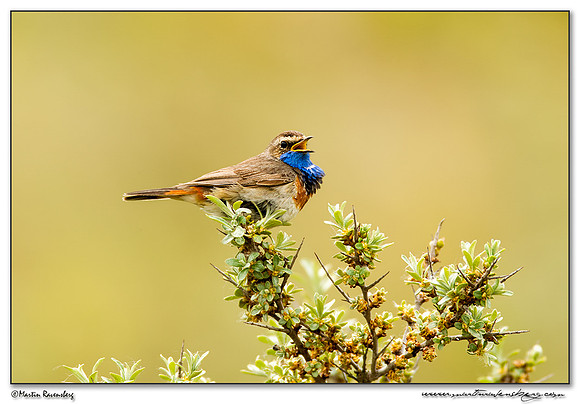 Bluethroat (Blauwborst) at the Mokbaai and De Petten nature areas at Texel