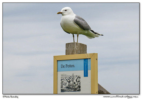Common Gull (Stormmeeuw) at the Mokbaai and De Petten nature areas at Texel