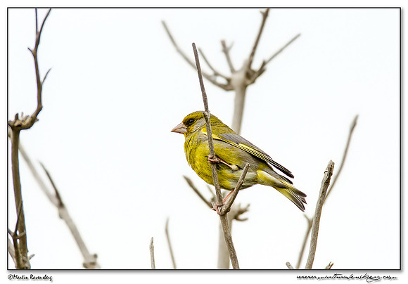 European Greenfinch (Groenling) at the Mokbaai and De Petten nature areas at Texel