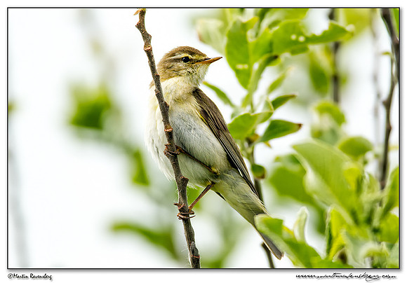 Willow Warbler (Fitis) at the Mokbaai and De Petten nature areas at Texel