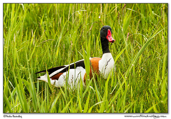 Common Shelduck (Bergeend)  between Oost and Oudeschild at Texel