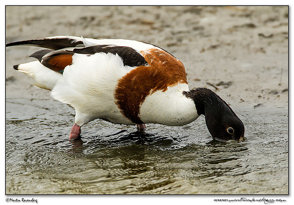 Common Shelduck (Bergeend)  between Oost and Oudeschild at Texel