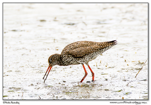 Common Redshank (Tureluur) between Oost and Oudeschild at Texel