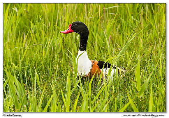 Common Shelduck (Bergeend)  between Oost and Oudeschild at Texel
