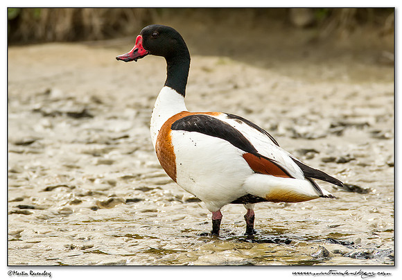 Common Shelduck (Bergeend)  between Oost and Oudeschild at Texel