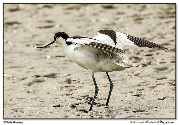 Pied Avocet (Kluut) between Oost and Oudeschild at Texel