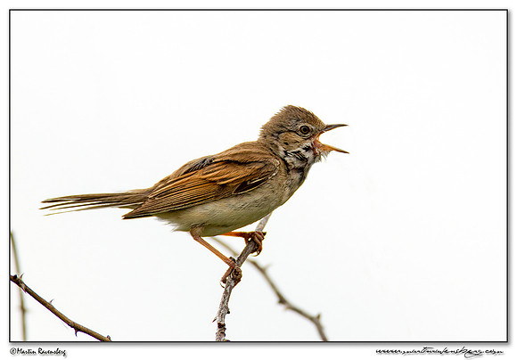 Common Whitethroat (Grasmus) at De Geul and Horsmeertjes nature areas at Texel
