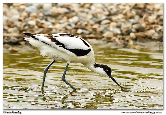 Pied Avocet (Kluut) between Oost and Oudeschild at Texel