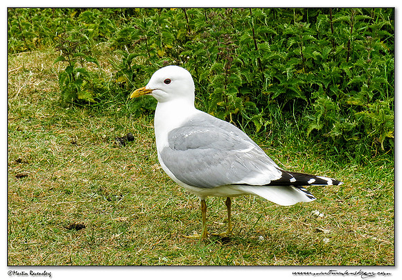 Common Gull (Stormmeeuw) at the Mokbaai and De Petten nature areas at Texel