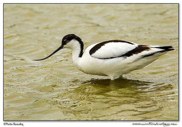 Pied Avocet (Kluut) between Oost and Oudeschild at Texel