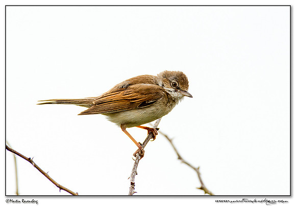 Common Whitethroat (Grasmus) at De Geul and Horsmeertjes nature areas at Texel