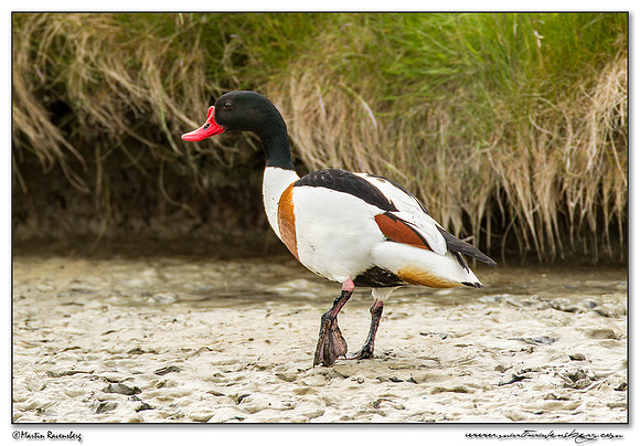 Common Shelduck (Bergeend)  between Oost and Oudeschild at Texel