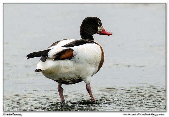 Common Shelduck (Bergeend)  between Oost and Oudeschild at Texel