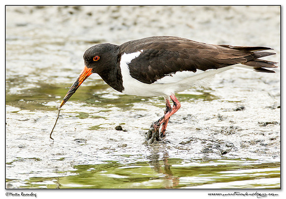 Eurasian Oystercatcher (Scholekster) between Oost and Oudeschild at Texel