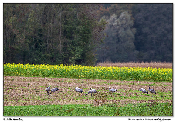 Common Crane (Kraanvogel) at the Lac du Der-Chantecoq area