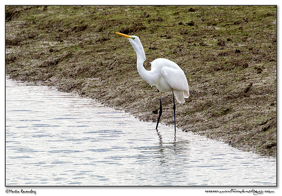 Great Egret (Grote Zilverreiger) at the lake Lac du Der-Chantecoq