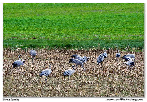 Common Crane (Kraanvogel) at the lake Lac du Der-Chantecoq area