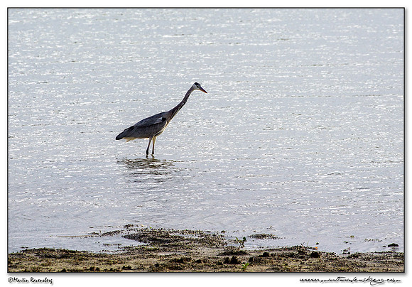 Grey Heron (Blauwe Reiger) at the lake Lac du Der-Chantecoq