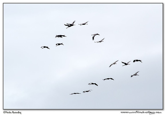 Common Crane (Kraanvogel) at the lake Lac du Der-Chantecoq