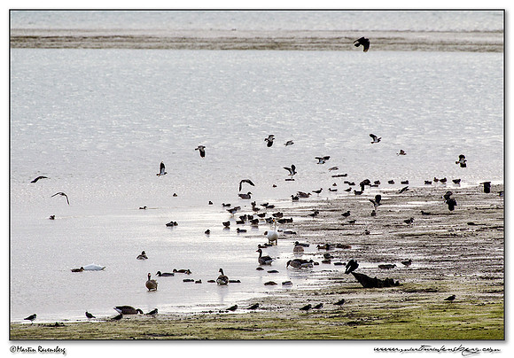 Birds at the lake Lac du Der-Chantecoq
