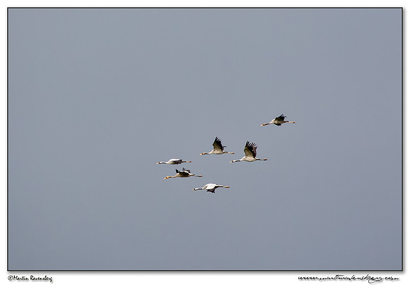 Common Crane (Kraanvogel) at the Lac du Der-Chantecoq