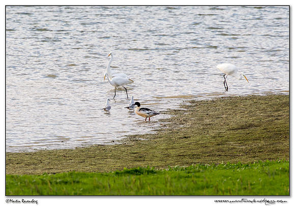 Great Egret (Grote Zilverreiger), Black-headed Gull (Kokmeeuw) & Common Merganser (Grote Zaagbek) at the lake Lac du Der-Chantecoq