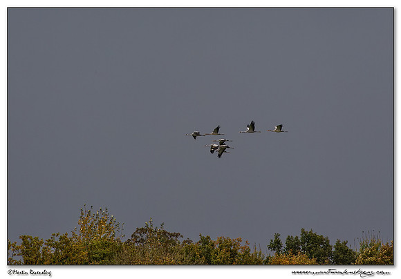 Common Crane (Kraanvogel) at the Lac du Der-Chantecoq