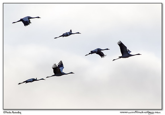 Common Crane (Kraanvogel) at the Lac du Der-Chantecoq