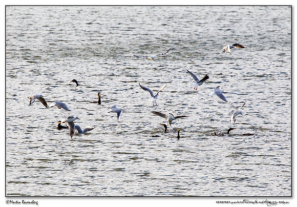 Black-headed Gull (Kokmeeuw) & Great Cormorant (Aalscholver) at the lake Lac du Der-Chantecoq